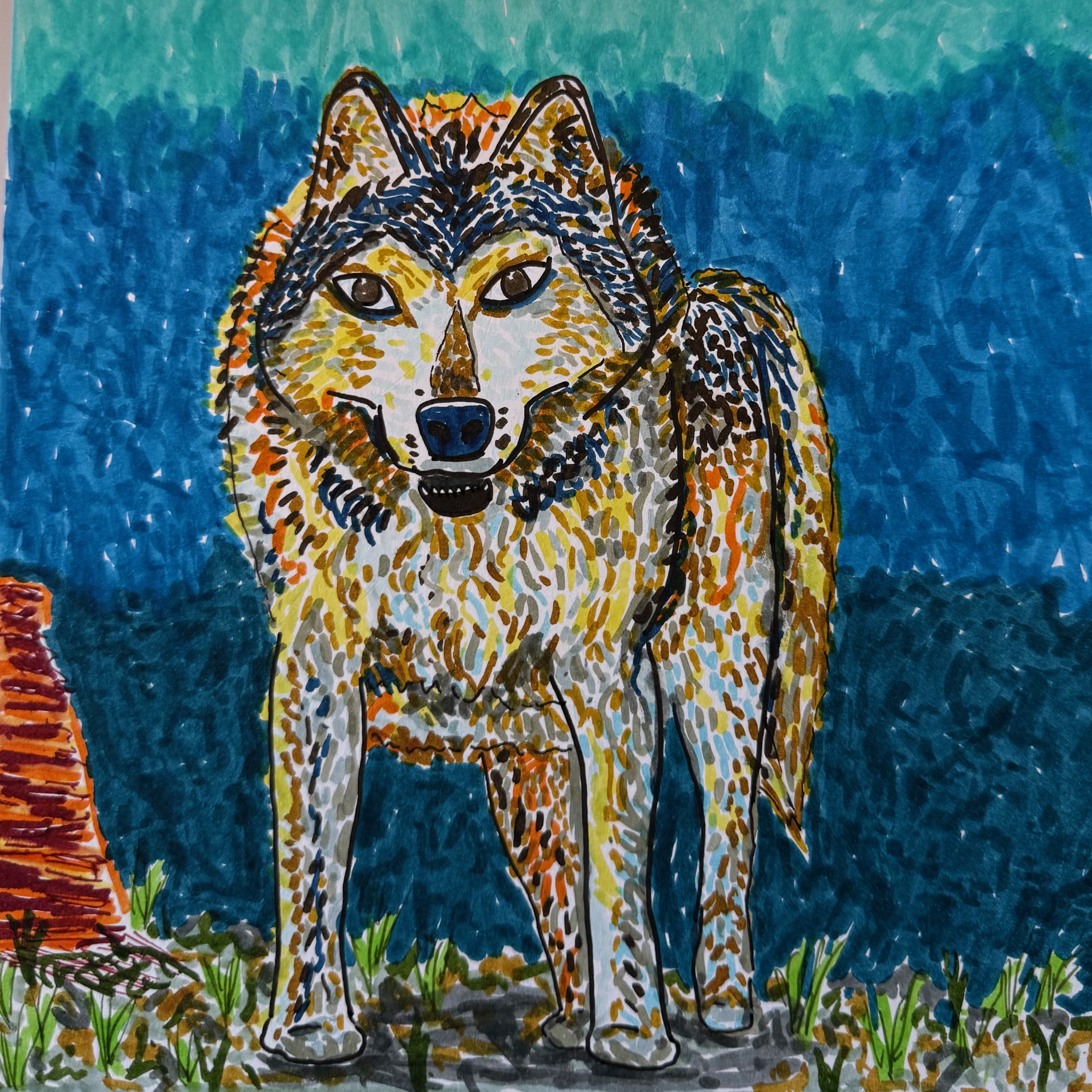 A colorful drawing of a Mexican gray wolf in a desert landscape rendered in ink and watercolor markers